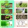 1/10pcs Slug Collars Snail Garden Cloches For Plant Vegetable Reusable Agricultural Plant Plastic Protection Covers Pest Control