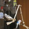 Parrot Wooden Perch Stand Hanging Climbing Hammock Swing Standing Training Toys Cage Accessories