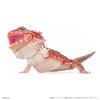 Genuine Popularity Gacha Biological Encyclopedia Japanese Gecko Bearded Lizard Action Figure Model Toys