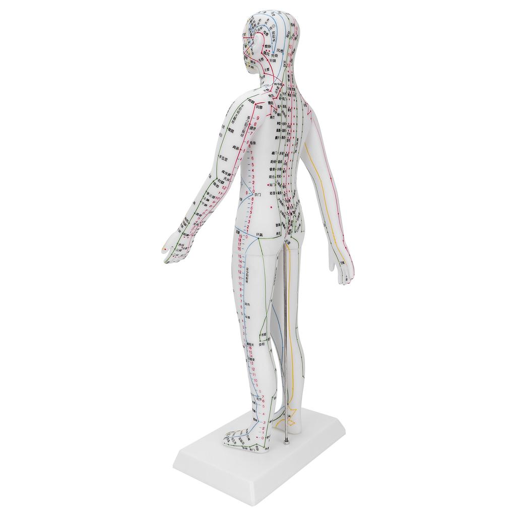 Обучающая модель акупунктурных меридианов, женская модель акупунктуры с базовым набором игл для акупунктуры