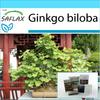 Gift Set - Bonsai - Maidenhair Tree - 4 Seeds - With Gift Box, Card, Label and Potting Substrate - Ginkgo Biloba