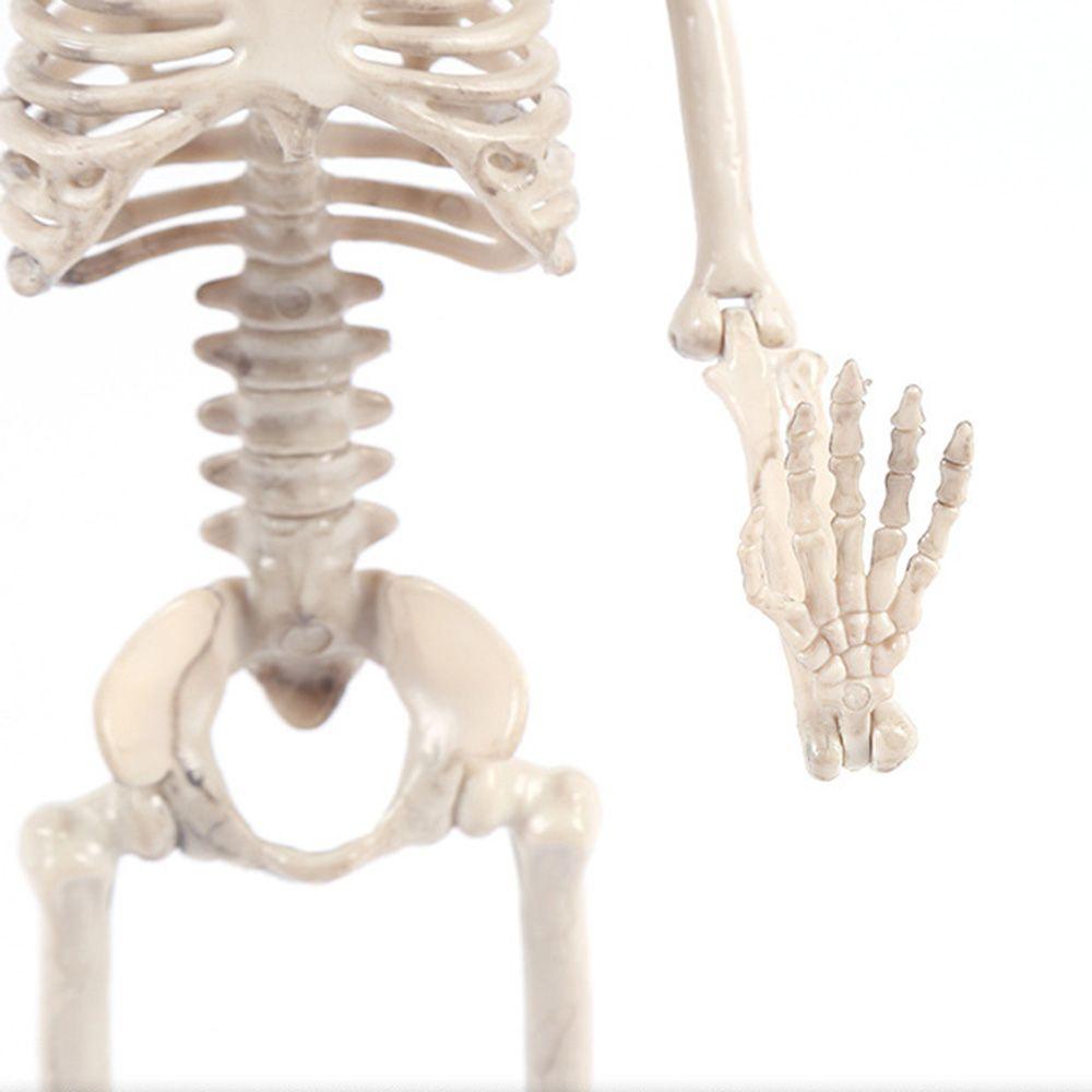 1 PC Party Supply Anatomical Photography Props Model Halloween Bone Human Skeleton