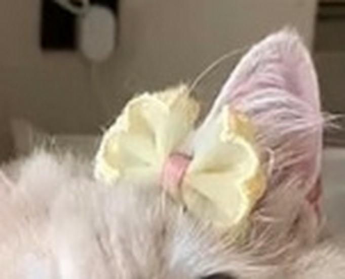 Юбка-кошечка весна/лето: Платье с градиентом против выпадения шерсти для кошек и щенков