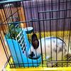 The Hay Feeder Is Suitable for Small Pet Cages and Is A Two In One Rabbit Hay Feeder Suitable for Rabbits, Guinea Pigs, and Cats