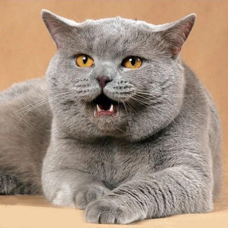 DIY кошка 5D алмазная живопись полная круглая дрель животное Алмазная вышивка мозаика вышивка крестом смола стены книги по искусству домашний декор подарок