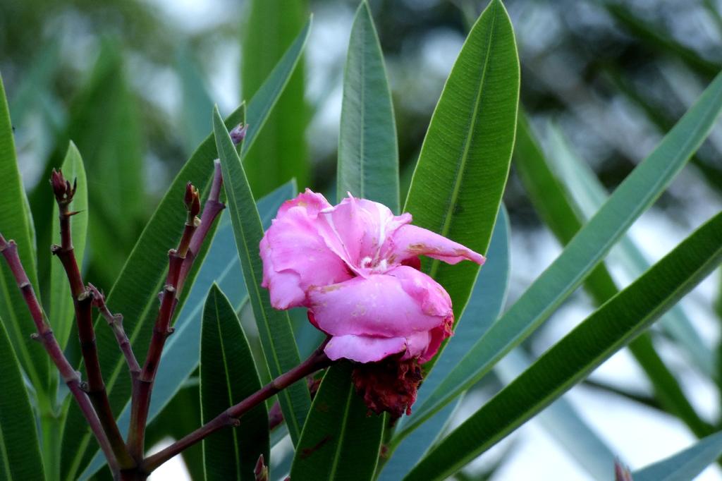 SAFLAX Garden in the Bag - Олеандр - 50 семян - С субстратом в подходящем пакете-стойке - Нериумовый олеандр