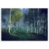 Canvas print, Birch forest in mist