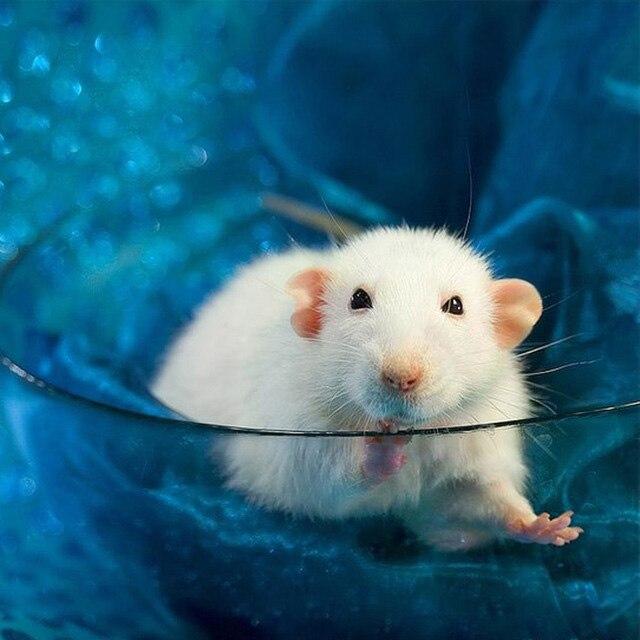 50X50CM 5D Diy Алмазная картина Мышь Животное Алмазная вышивка Мозаика Печенье Вышивка крестиком Домашнее искусство Ручная работа