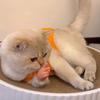 Маленькая человеческая рука для кошек, Пальчиковые куклы для кошек, Маленькая рука для развлечения кошек
