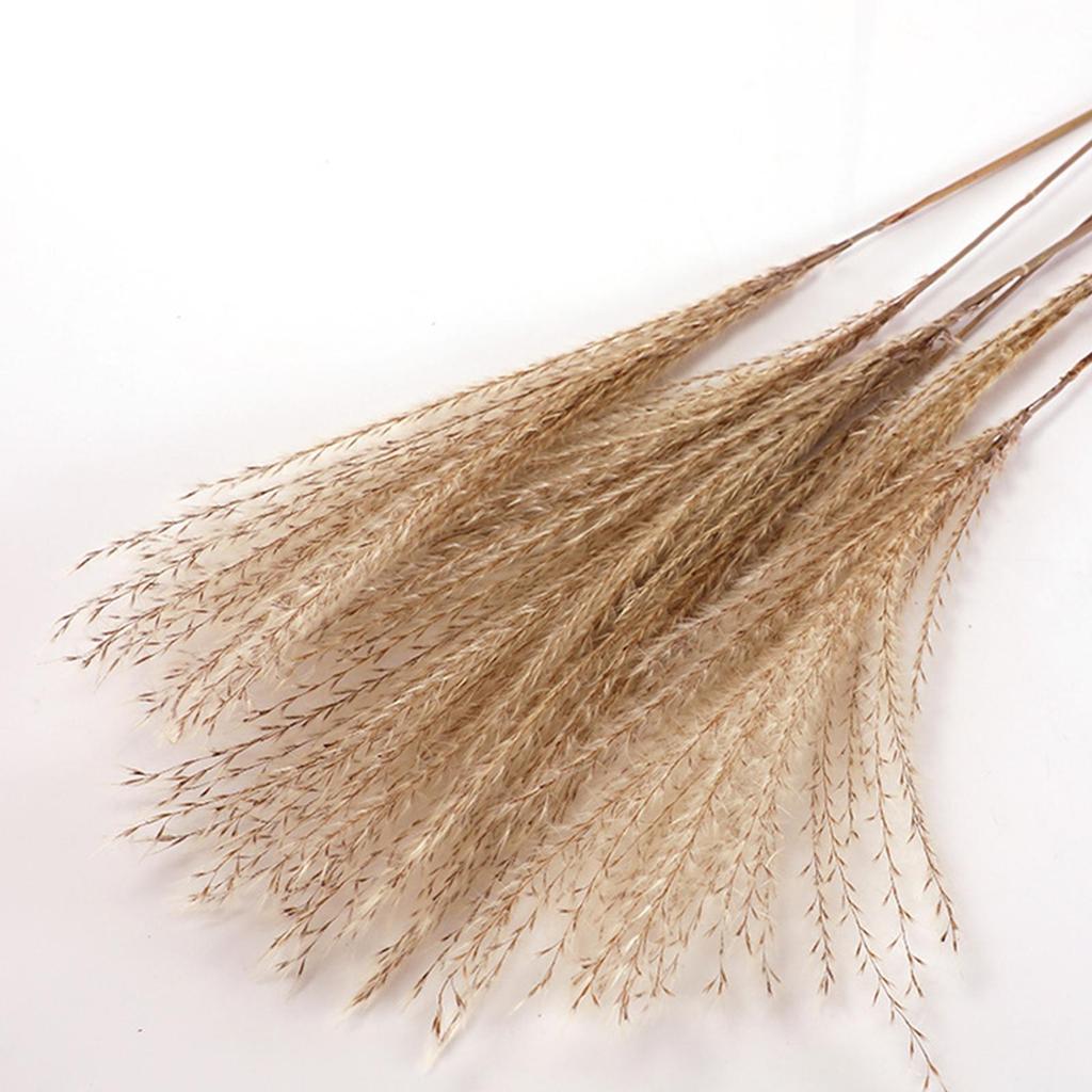 Natural Dried Grass, Flower Arrangements Room Decor Flower Bunch for Festival Living Room Table Decoration Centerpiece
