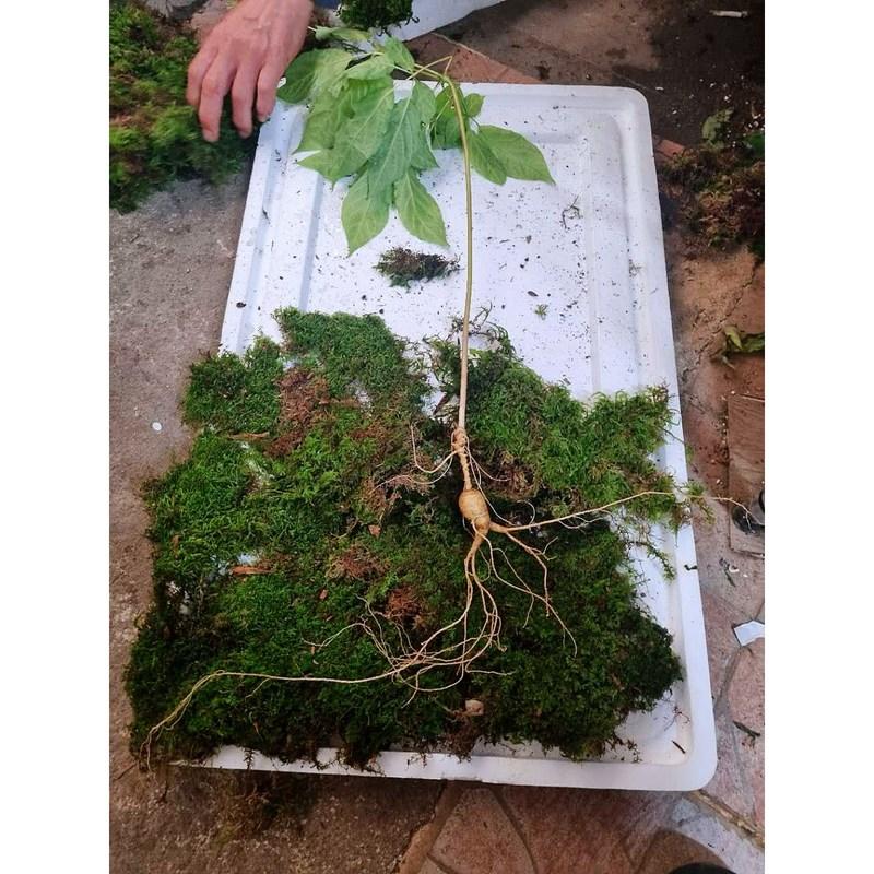 Donguibogam Camphor Ginseng, 10 Roots of 7-8 Year Old roots/KRW 30,000, Wild Ginseng, Natural Sprouts, Lunar New Year, Chuseok, General Packaging