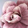 30/40/50cm Artificial Large Magnolia Wedding Decoration Large Artificial Flower Background Wall