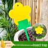 Yellow and Blue Double-Sided Sticky Insect Traps for Small Flies - Indoor Summer Use