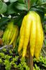 Buddha's Hand Lemon - Citrus Medica Sarcodactylus 10 Fresh Seeds
