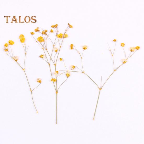 Сушёные цветы для рукоделия 12шт