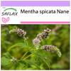 Мексиканская мята Нана - 500 семян - Mentha spicata