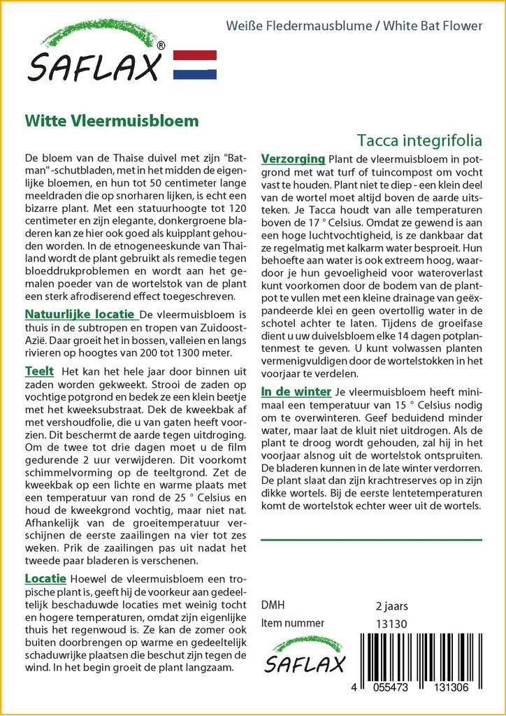 SAFLAX Белый цветок летучей мыши - Tacca integrifolia, 10 семян.