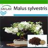 Bonsai - Wild Crab - 30 Seeds - With Potting Substrate for Better Cultivation - Malus Sylvestris
