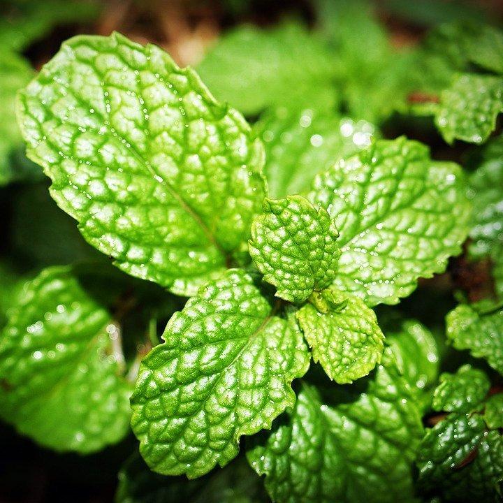 Organiczny olejek z mięty pieprzowej 5ml