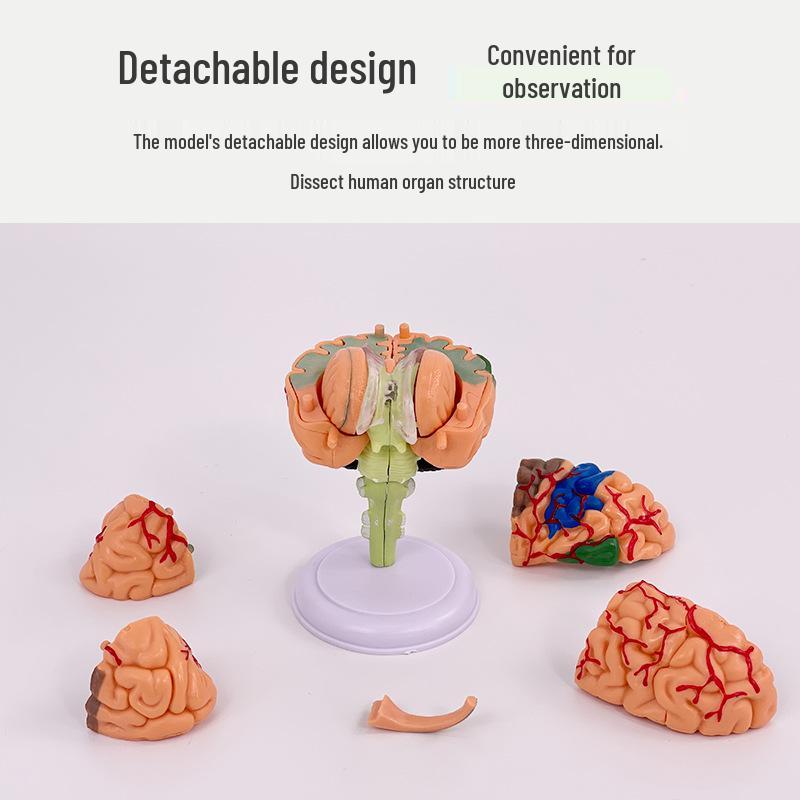 4DMaster Модель анатомии человека Структура мозга