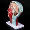 Human Anatomical Half Head Face Anatomy Medical Brain Neck Median Section Nerv Blood Vessel Teaching