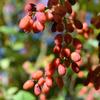 Goji Berries Flower Seeds for the Garden Large Yields