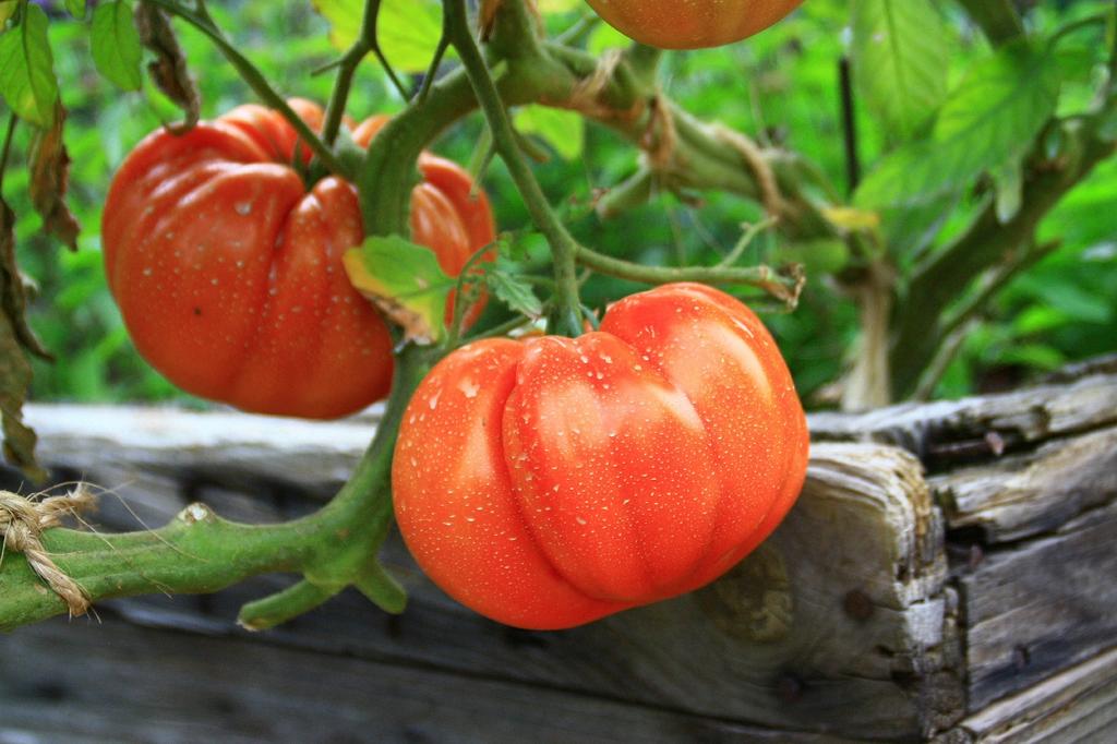 SAFLAX Organic - Tomato - Oxheart - 10 Seeds - Solanum Lycopersicum