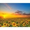 5D DIY Алмазная картина Подсолнух Морская Алмазная вышивка Полный мозаичный набор Наборы для вышивки крестом Домашний декор Подарки ручной работы