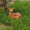 Garden Deer Statue Sika Deer Mother And Son Sculpture Weatherproof Outdoor Deer Statue for Lawn Backyard Patio Decor