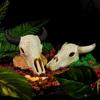 Dinosaur Skull Hiding House: Pet Cattle and Sheep Landscape Skeleton Fish Tank Decoration