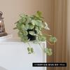 New Amazon hot-selling simulated green plants potted plants, European fresh home ornaments factory decorative green plants