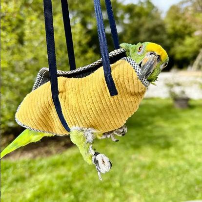 Parrot Travel Bag Adjustable Foldable Anti-Escape Portable Carrier for Lovebirds Budgerigars Leak-Proof Wear-Resistant