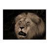 Canvas Painting Modern Wild Animal Black and White Kissing Lions Head Wall Art Pictures for Living Room Cuadros Home Decoration No Frame