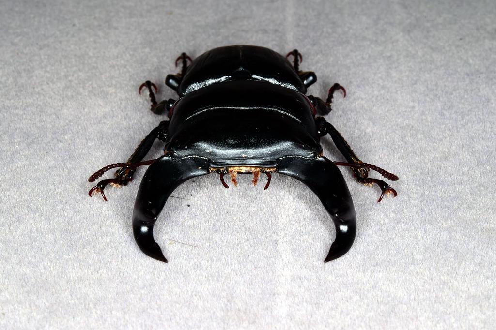 BACALYSO Фигурки жука-оленя Nirvana Hopei, самец и самка, крепление на холодильник, магнитное украшение, реалистичные взрослые особи, иллюстрированный справочник, дикий