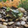 For Gift Frog Statue Mini Durable Resin Terrarium Micro Landscape Frog Miniature