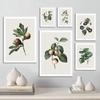 Nordic Art Retro Print Flower Plant Leaf Fruit Canvas Painting Vintage Botanical Poster Wall Picture Modern Home Room Decoration