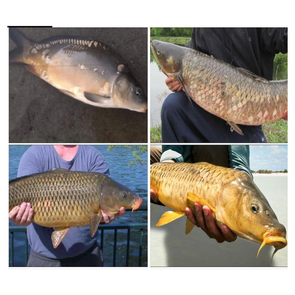 5M?1000?18 Electric Scooter Drive Belt High Temperature Resistance High Breaking Strength Replacement Rubber Timing Belt