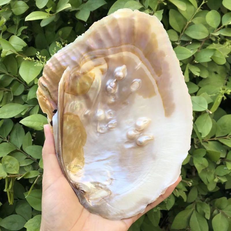 Натуральные ракушки и пресноводный жемчуг для декора дома, аквариумов и творческого рукоделия