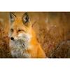 5D Алмазная картина Полная круглая Алмазная вышивка «Маленькая лиса»