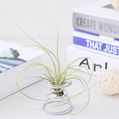 Воздушное растение, пружинная проволока, настольный держатель Tillandsia, миниатюрные садовые украшения