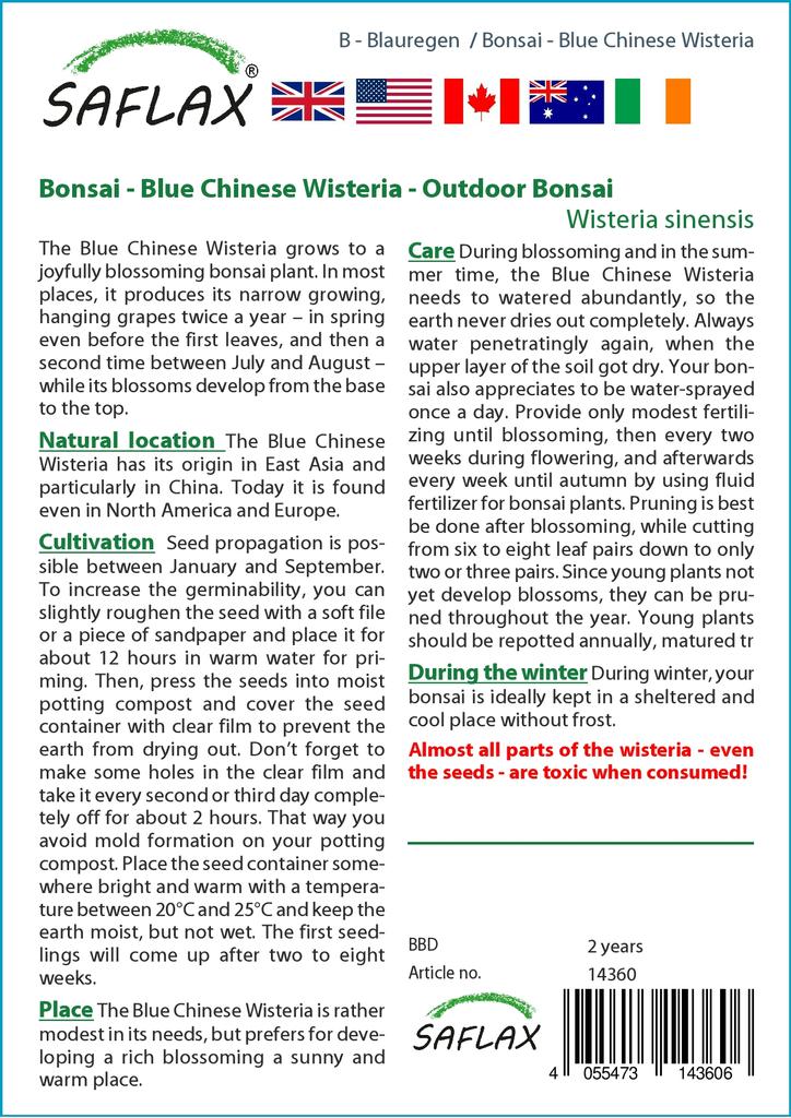SAFLAX Garden in the Bag - Бонсай - Глициния китайская голубая - 4 семени - С субстратом в подходящем пакете - Wisteria sinensis