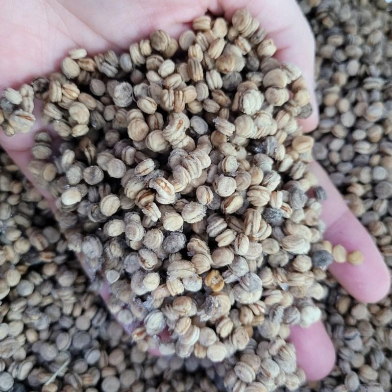 Gap-packed Ginseng Seeds, 1kg of Ginseng Seeds, for Cultivation, 1kg, 1 Piece