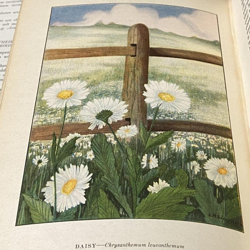 [USED] Rare American Vintage Antique Wild Plant Encyclopedia