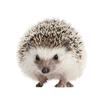 V1759#Cute Hedgehog Sticker On The Car Vinyl Decal Waterproof Decoration Car Stickers
