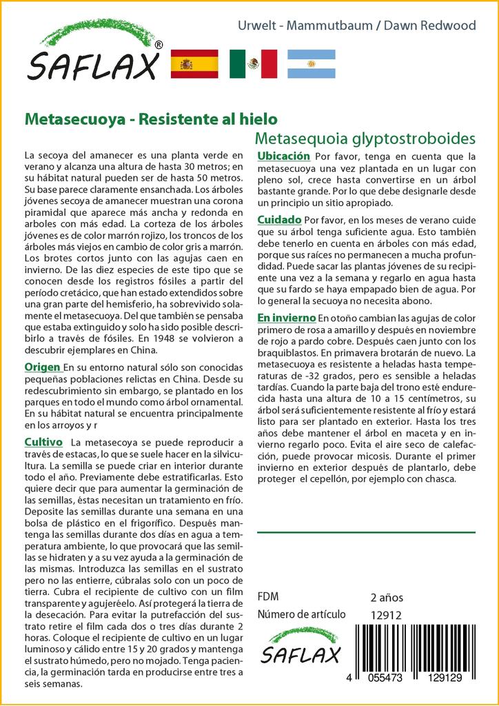 SAFLAX Dawn Redwood - 60 семян - Metasequoia glyptostroboides