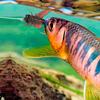 Artificial Fly Fishing Lure with Multi-hook Realistic Looking Compact Design Portable 3D Bionic Fly Fishing Bait