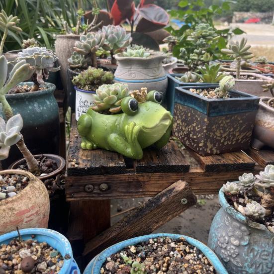 Горшок для цветов в виде лягушки из смолы, кашпо в форме лягушки, декор для сада, для помещений и улицы, горшок для растений в виде лягушки для суккулентов, кактусов, настольных растений на балконе