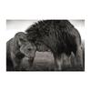 Король и королева Лев, черно-белая картина на холсте, постеры с животными, принты для гостиной, спальни, любви, семьи, настенные художественные фотографии, современный домашний декор, Куадрос