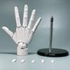 Simulation Hand Joint Finger Manikin Hand Articulated Hand For Displaying Hand Model  Art Painting