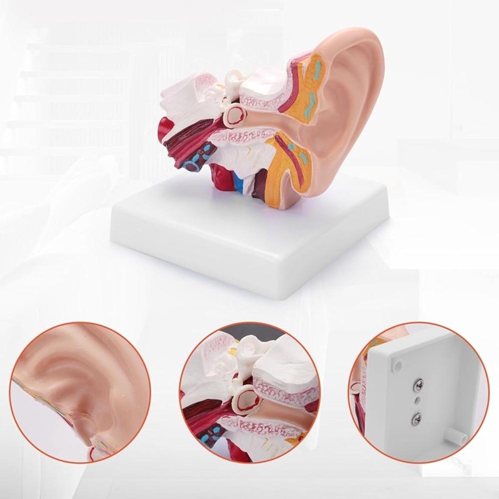 1.5 Times Enlarged Ear Anatomy Model PVC Anatomical Ear Model Durable Human Ear Model  Study